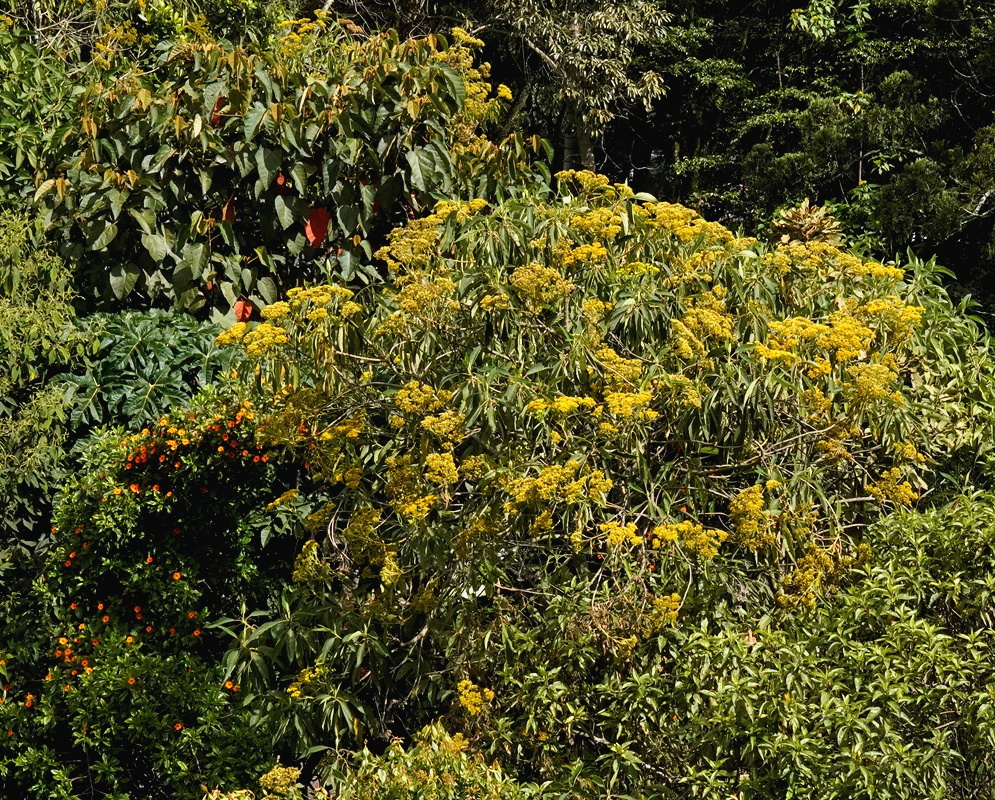 Verbesina crassiramea shrub covered with broad branching clusters of small yellow flowers