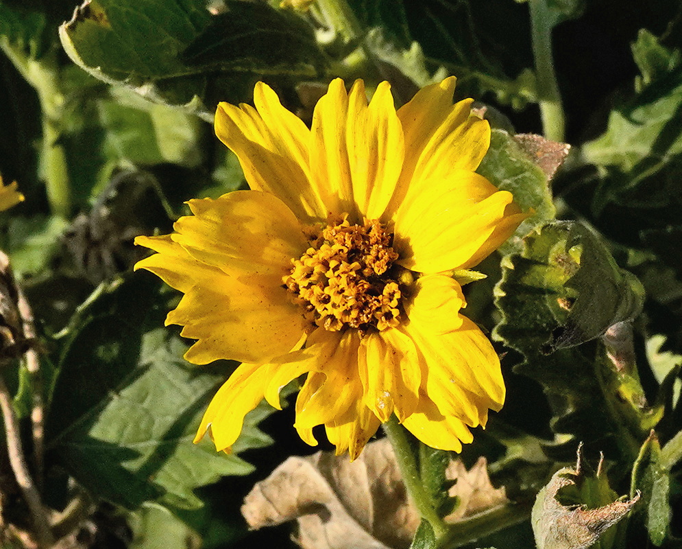 Verbesina encelioides golden flower head with long yellow rays surrounding a dark central disk