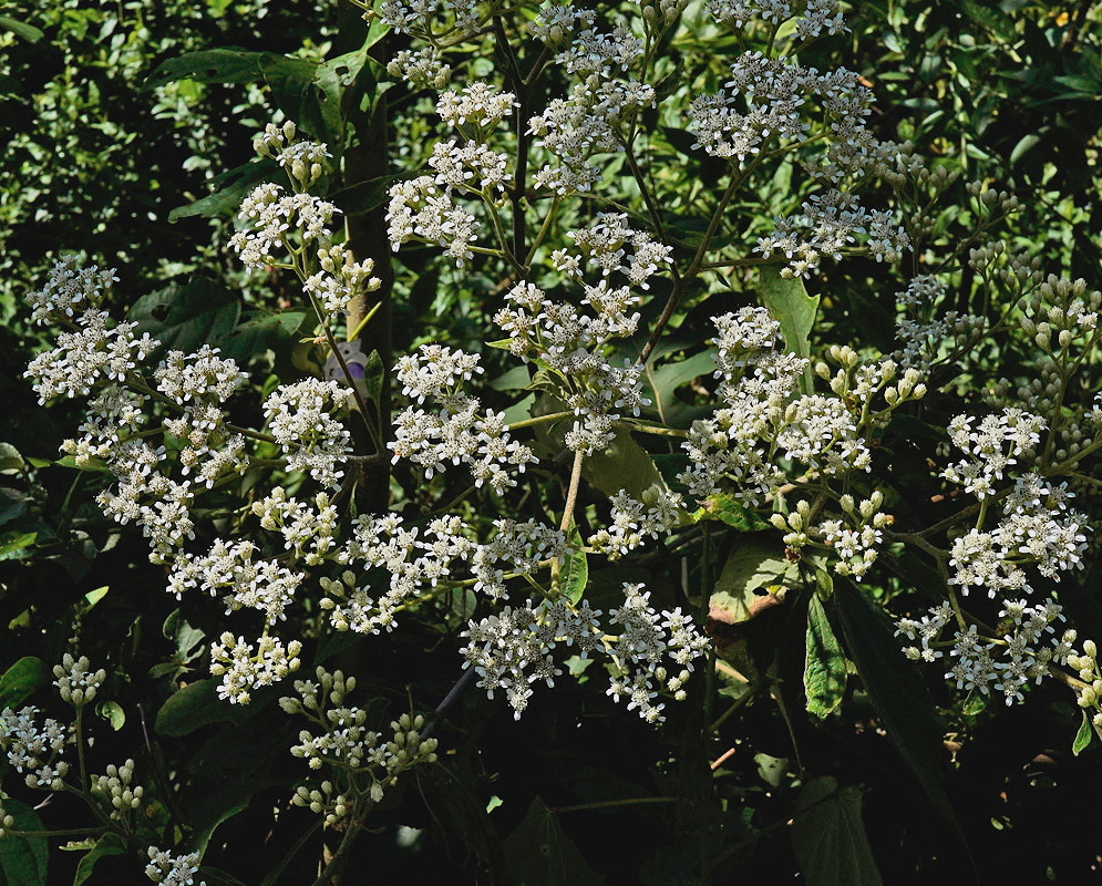 Verbesina turbacensis plant habit and foliage