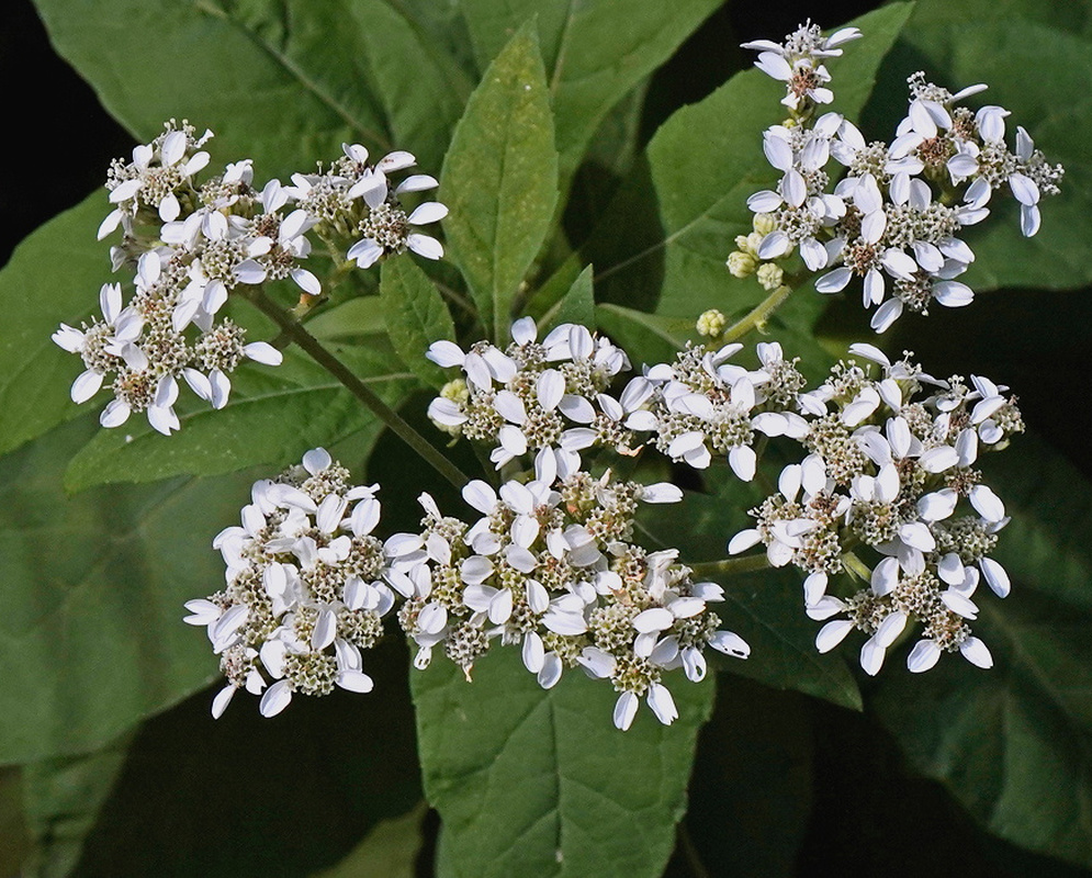 Verbesina virginica branching clusters of small white flower heads above broad green leaves