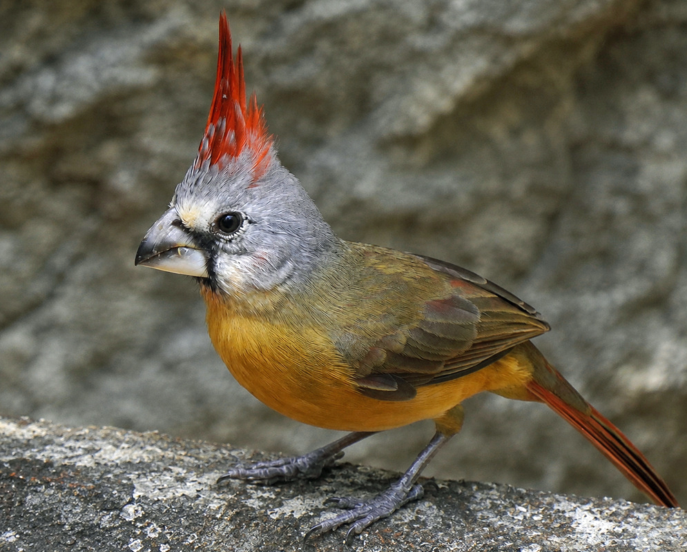A Cardinalis phoeniceus standing with its legs, posture, and body plumage visible