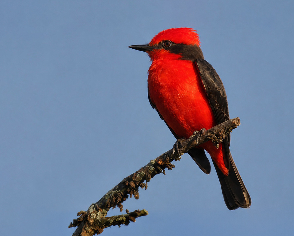 Pyrocephalus rubinus Vermilion Flycatcher Bright red male Vermilion Flycatcher Pyrocephalus rubinus perched on a bare branch