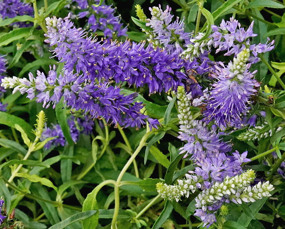 Veronica ‘Novaverblu’ upright blue-violet flower spikes above narrow green leaves