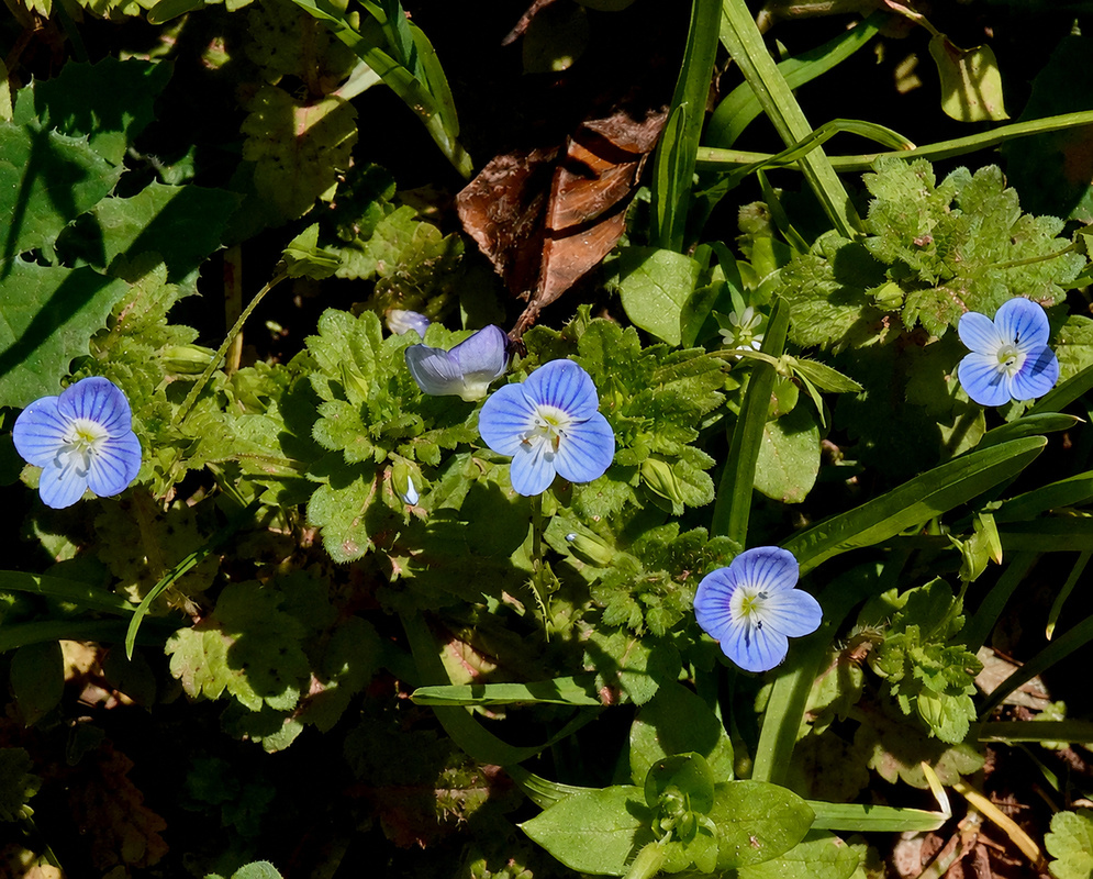 Veronica persica small blue flowers with dark veins among rounded toothed leaves