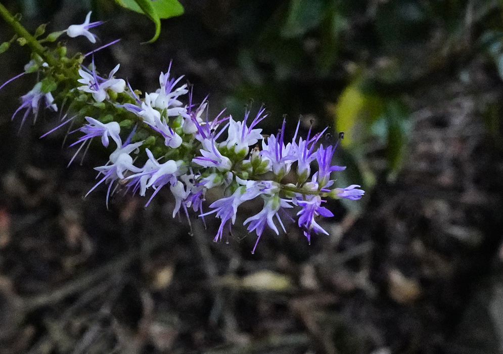 Purple Veronica salicifolia inflorescence in shade