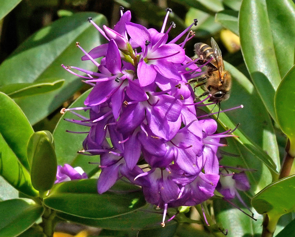 A honeybee collecting nectar from a Veronica speciosa flower spike with prominent purple petals and long filaments