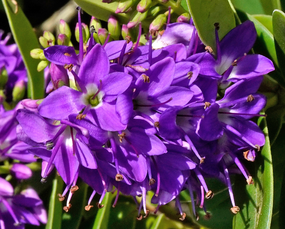 Close-up of bright purple Veronica speciosa blossoms showing curved stamens and delicate flower structure