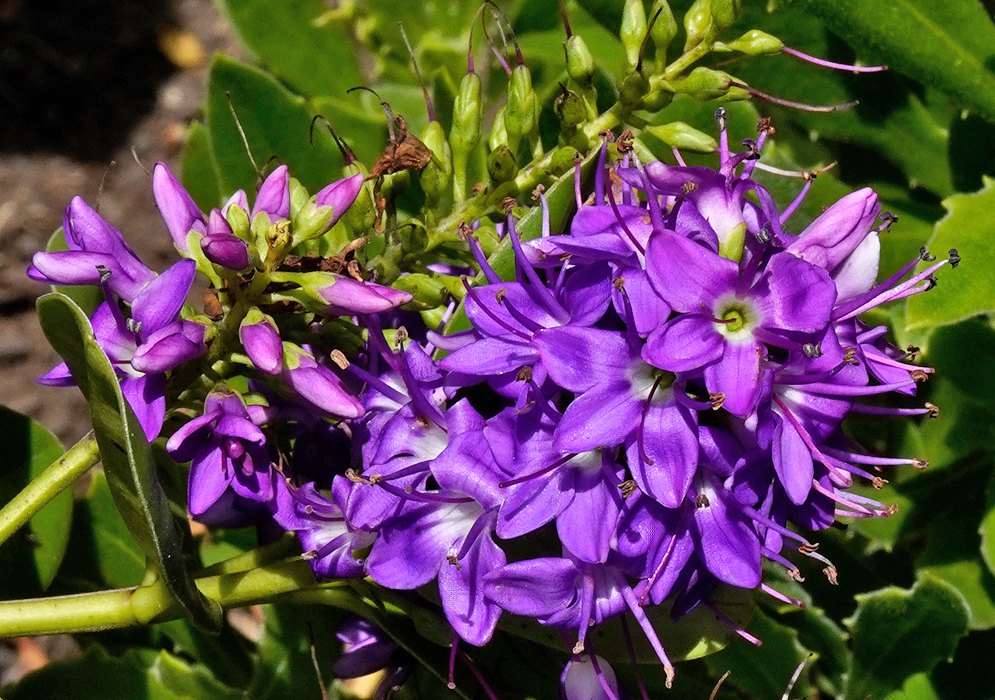 A blooming Veronica speciosa inflorescence with vibrant violet petals and unopened buds on a leafy stem
