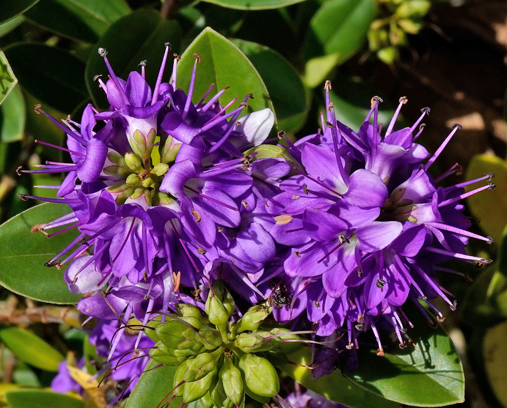 A dense cluster of Veronica speciosa flowers in vivid purple with long stamens, surrounded by glossy green leaves