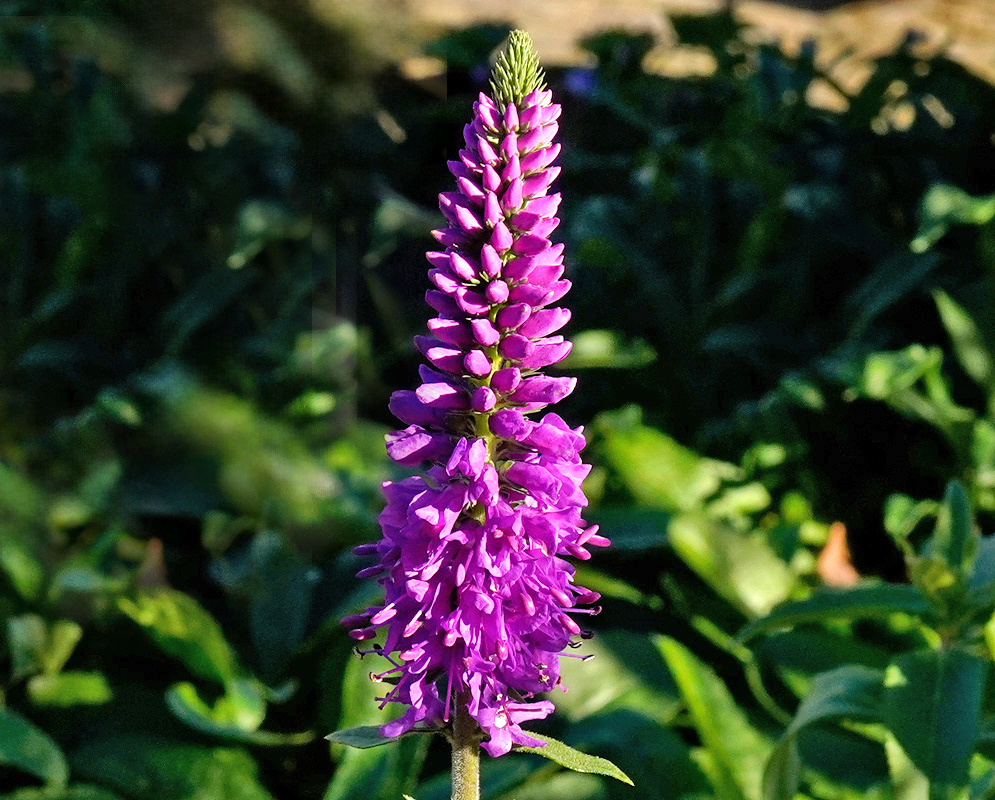 Veronica spicata dense tapering spike of vivid purple flowers above green foliage