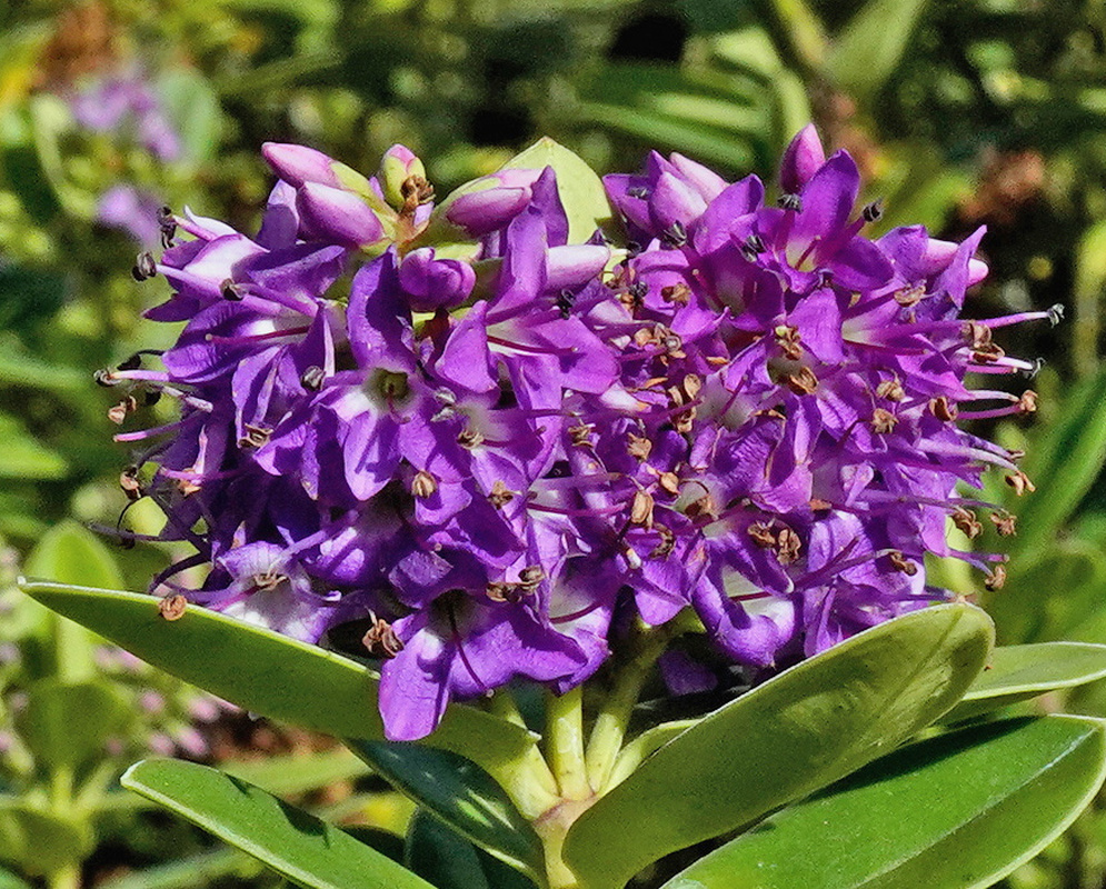 Veronica × franciscana dense upright cluster of violet-purple four-lobed flowers