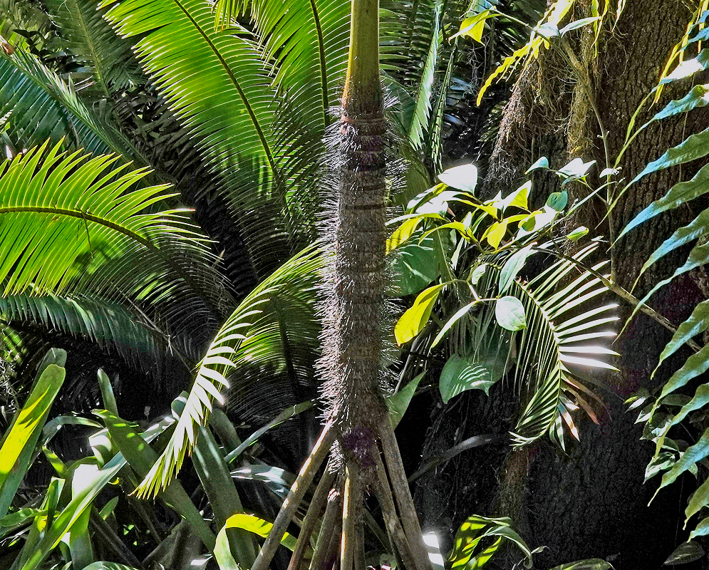 Verschaffeltia splendida ringed palm trunk supported by a cone of spiny stilt roots