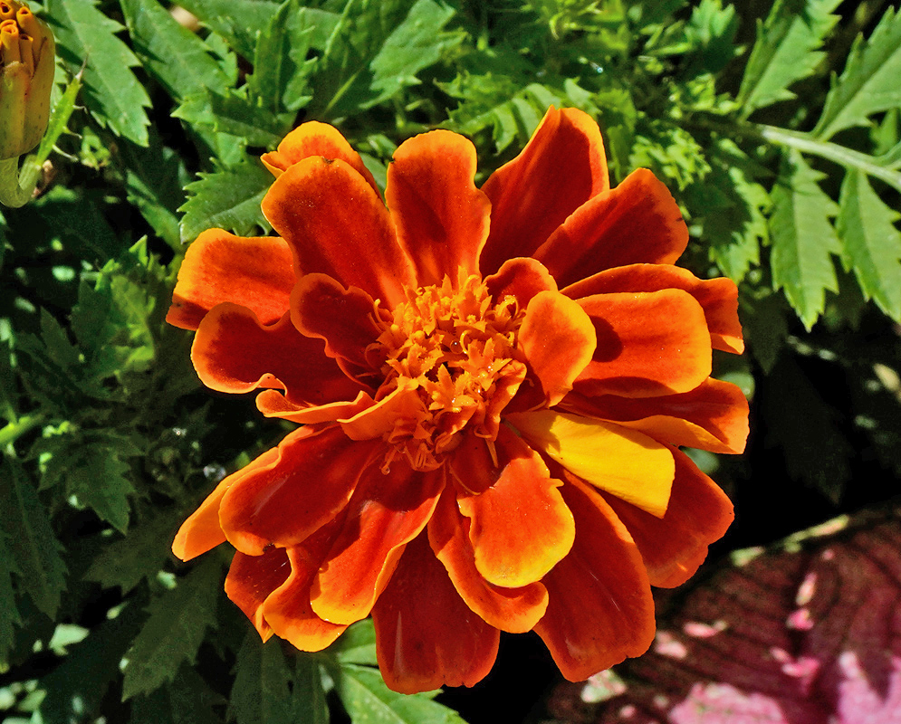 Vibrant orange Tagetes patula flower in full bloom with ruffled petals tipped in yellow, surrounded by green serrated foliage