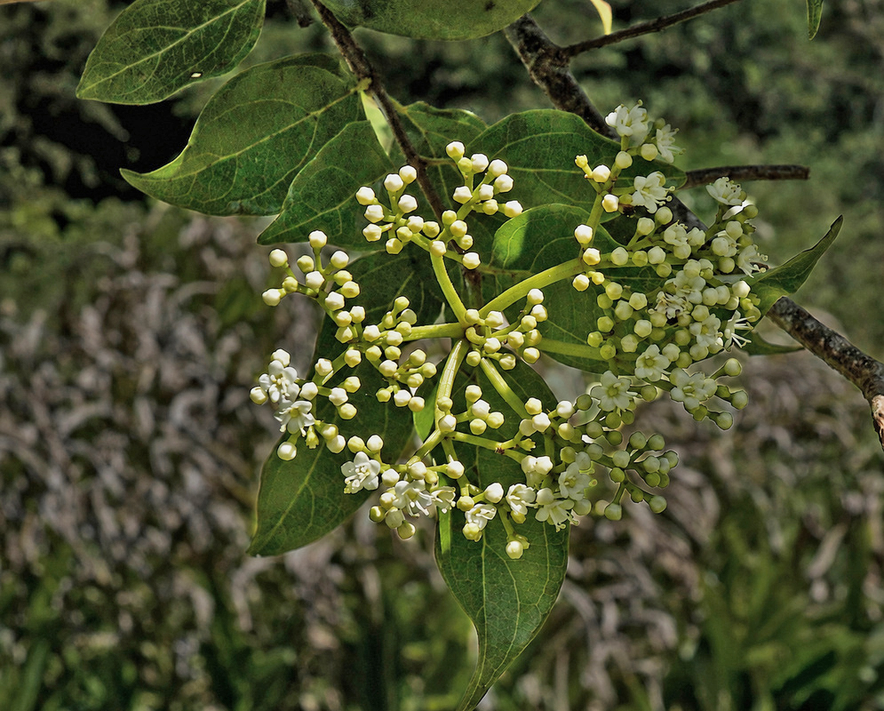 Viburnum costaricanum branching cluster of small cream-white buds and flowers