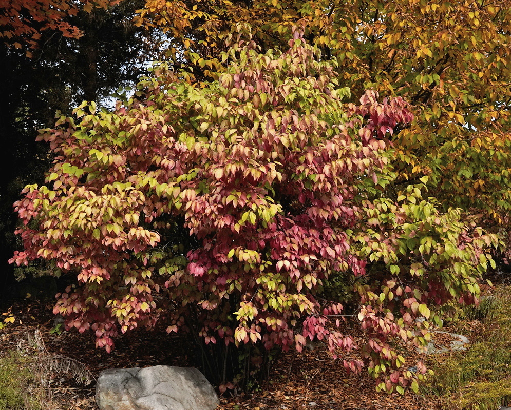 Viburnum dentatum shrub displaying layered red bronze and green autumn foliage