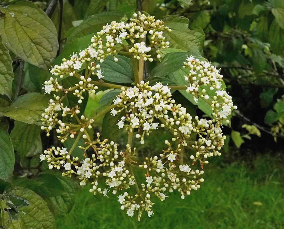 Viburnum lasiophyllum rounded cluster of small white flowers above broad veined leaves