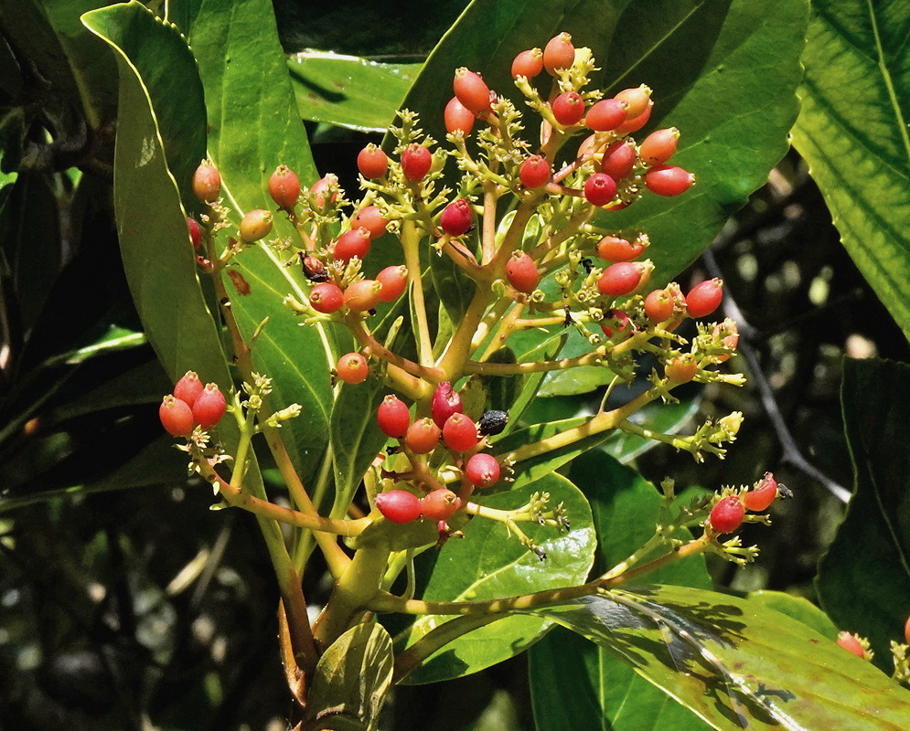 Viburnum odoratissimum branching cluster of coral-red fruits among glossy green leaves