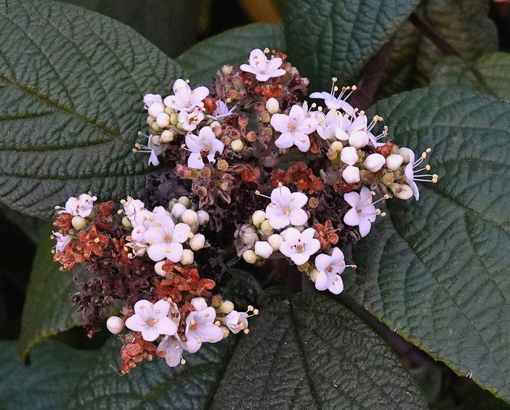 Viburnum rhytidophyllum cluster of pale pink and white flowers above deeply veined leaves