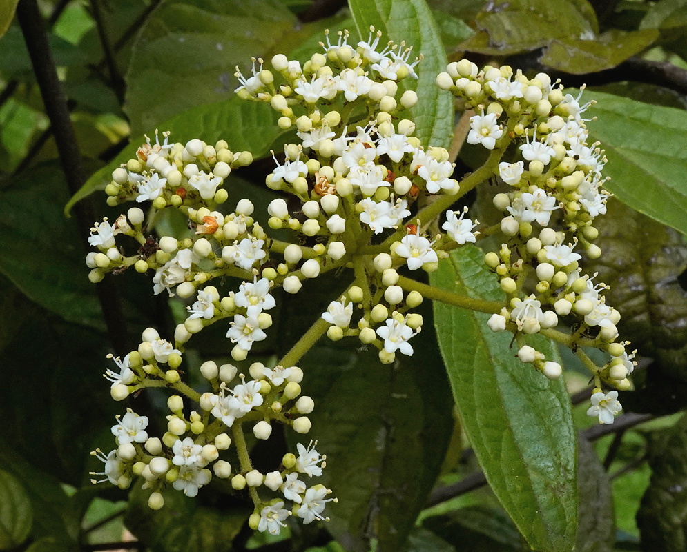 Viburnum tinoides broad branching cluster of small white flowers and cream buds