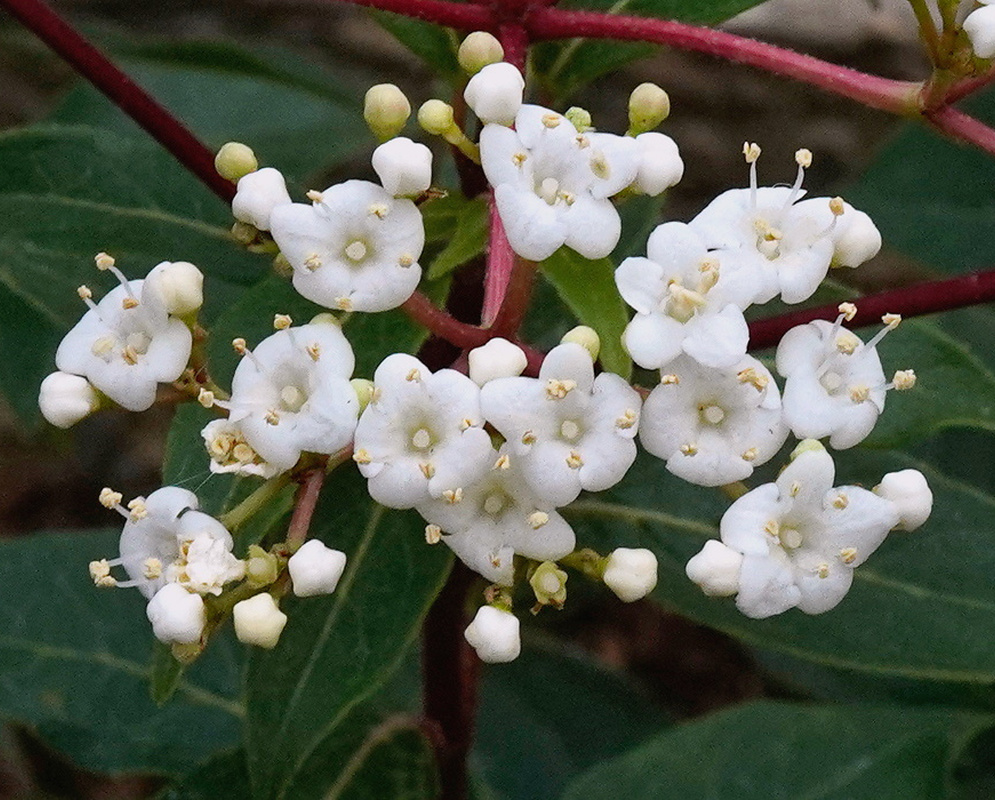 Viburnum tinus ‘Spring Bouquet’ cluster of white flowers and pink buds on red stems