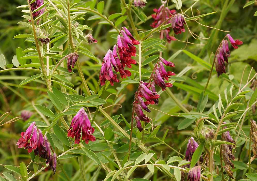 Vicia benghalensis  purple-red flower spikes, and long brown seed pod and leaves