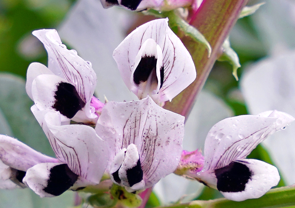 White and Black Vicia faba flowers with dark stripes