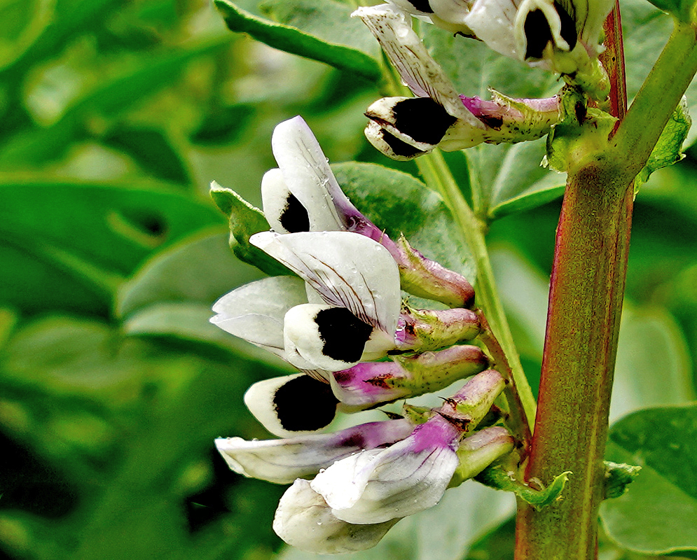 Vicia faba black and white flowers with pink