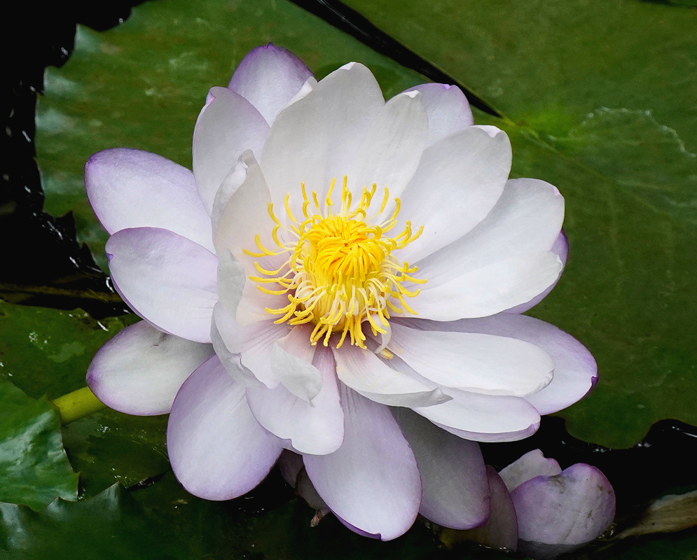 Victoria amazonica large pale pink and white waterlily flower floating beside a broad leaf