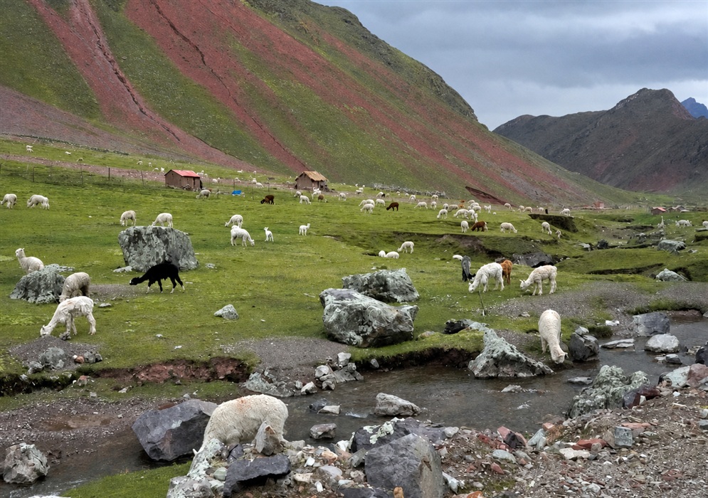 Vicugna pacos Grazing Herd A herd of Vicugna pacos grazes beside a stream in a broad Andean mountain valley