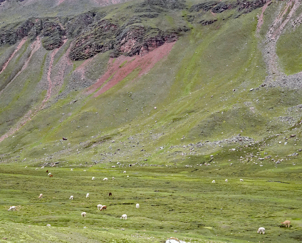 Vicugna pacos Peruvian Herd Numerous Vicugna pacos are scattered across a high Peruvian grassland below rugged mountains