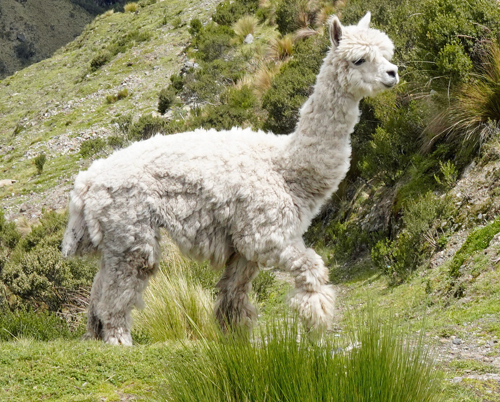 Vicugna pacos White Alpaca A white Vicugna pacos stands in profile on a steep grassy Andean slope