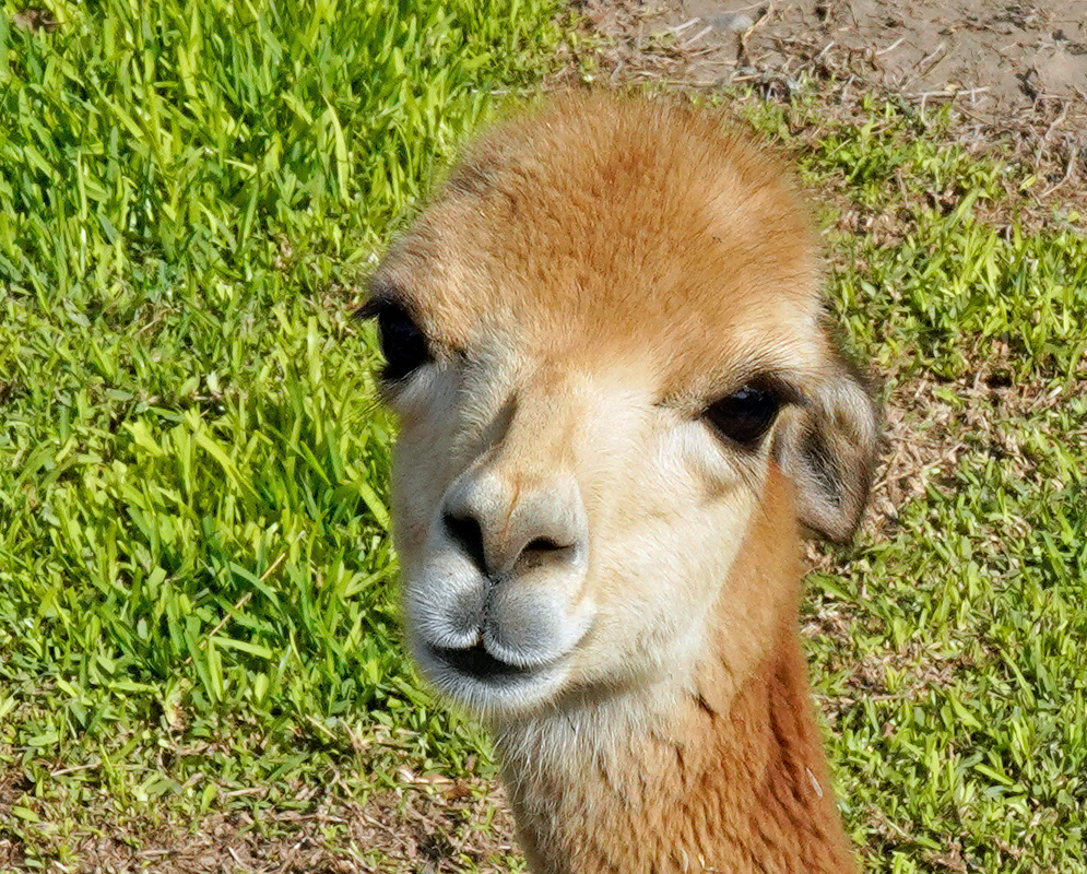 Vicugna pacos Alpaca Portrait A close view of Vicugna pacos shows its long fleece upright ears and softly rounded muzzle