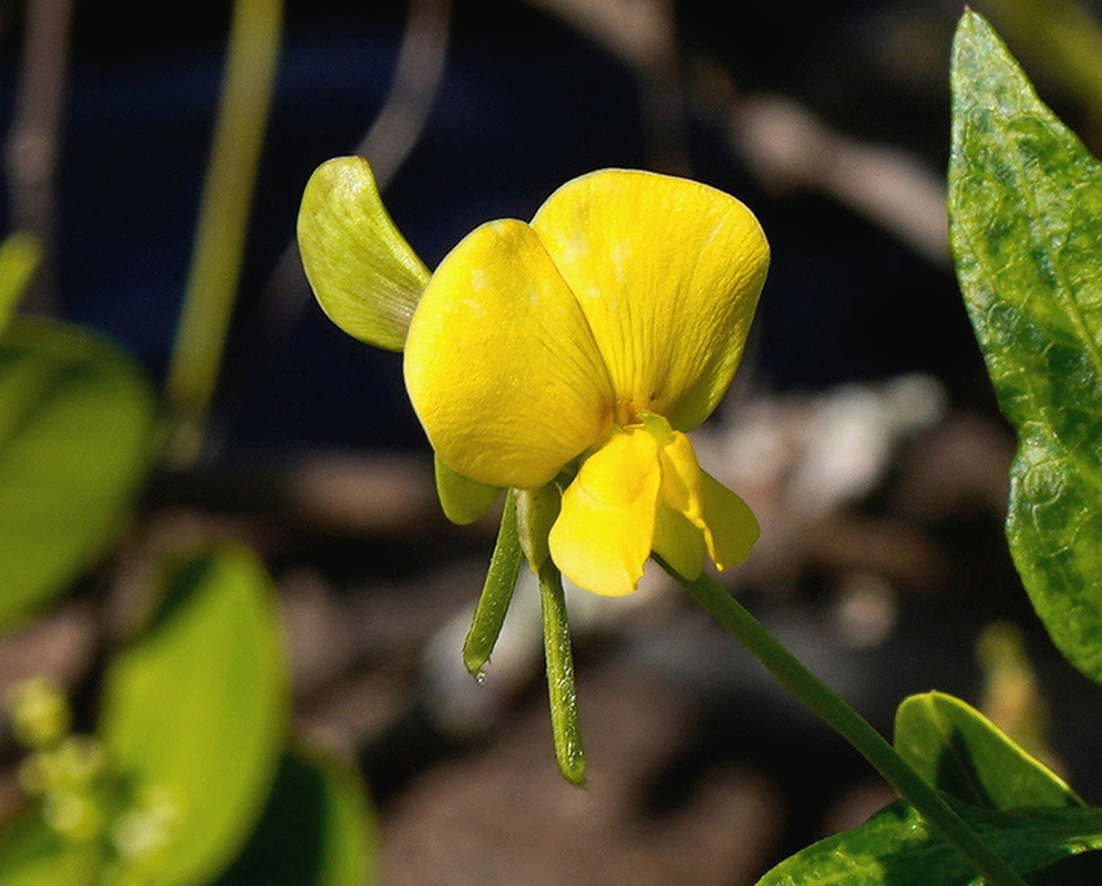 Vigna luteola bright yellow pea-shaped flower on a slender stalk beside green leaves