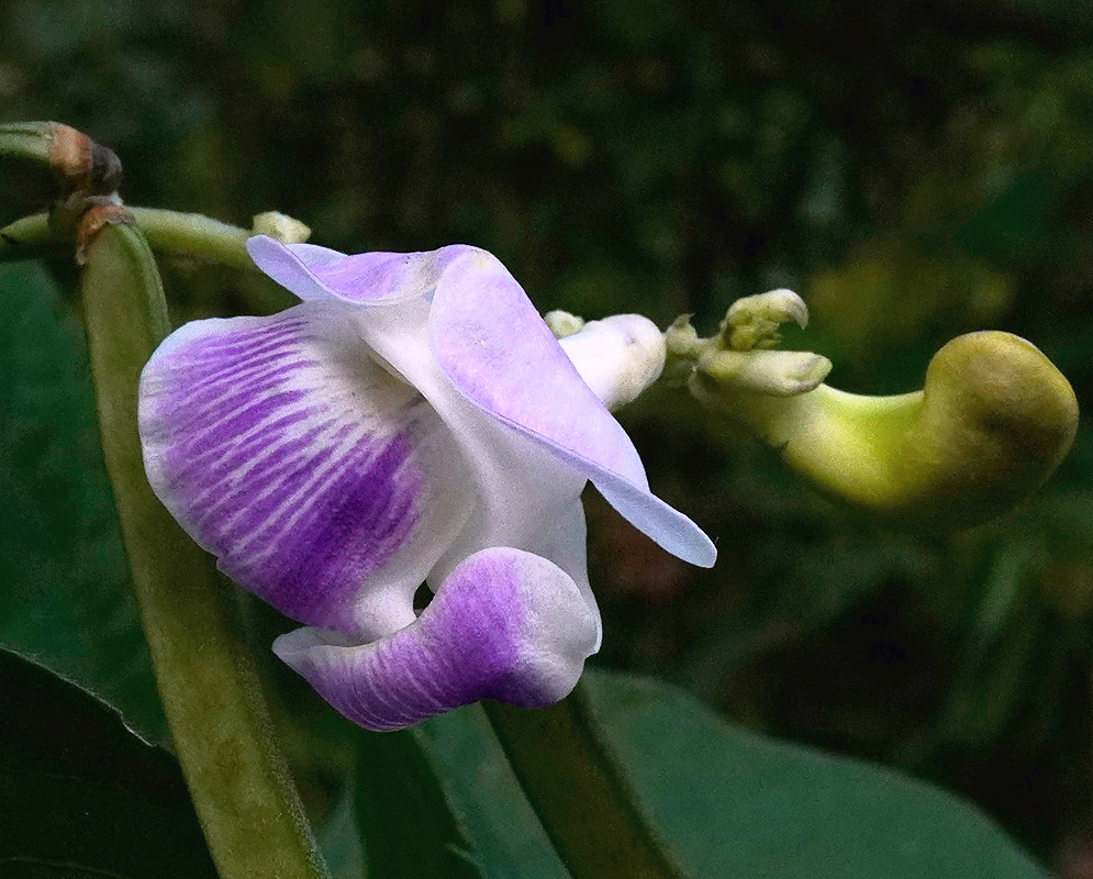 Vigna vexillata purple flower