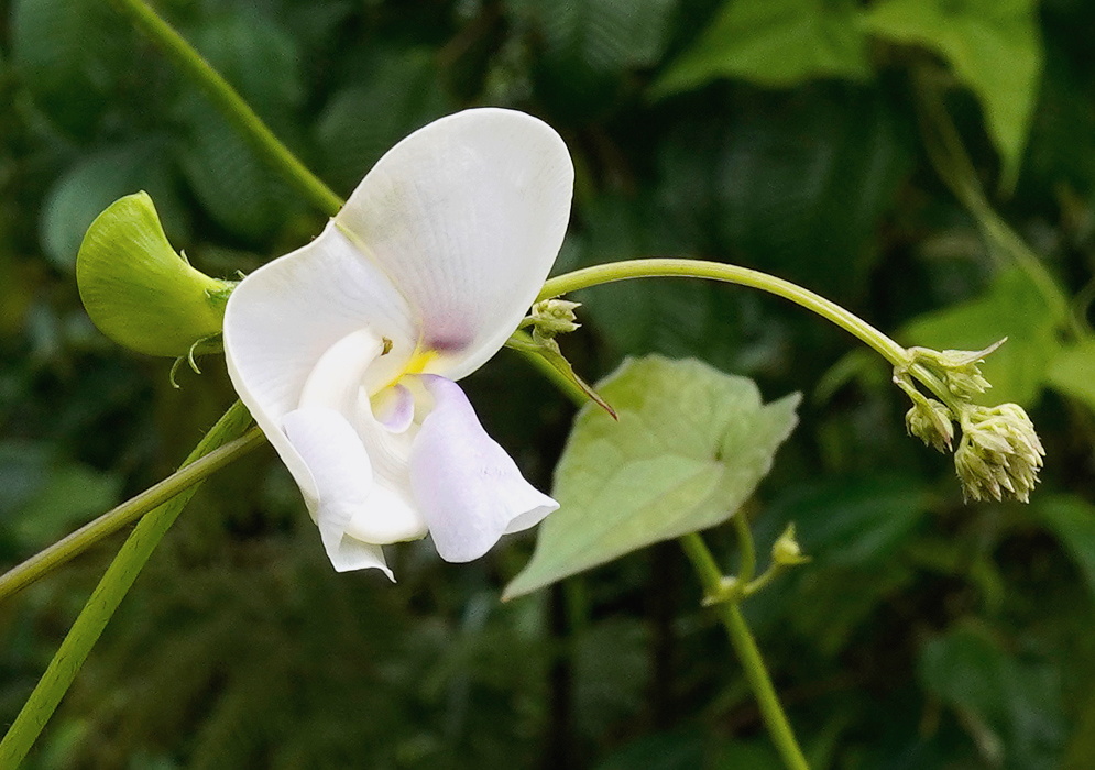 Vigna vexillata White Flower Vigna vexillata white pea-shaped flower with a pale green center beside leafy stems