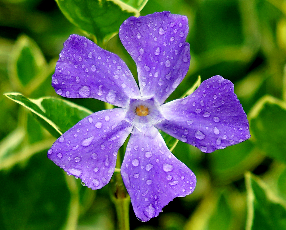 Vinca major purple flower covered with raindrops
