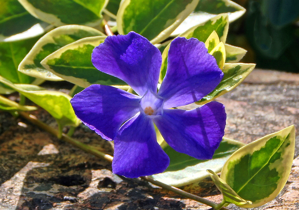 Purple Vinca major flower with yellow stamens in sunlight