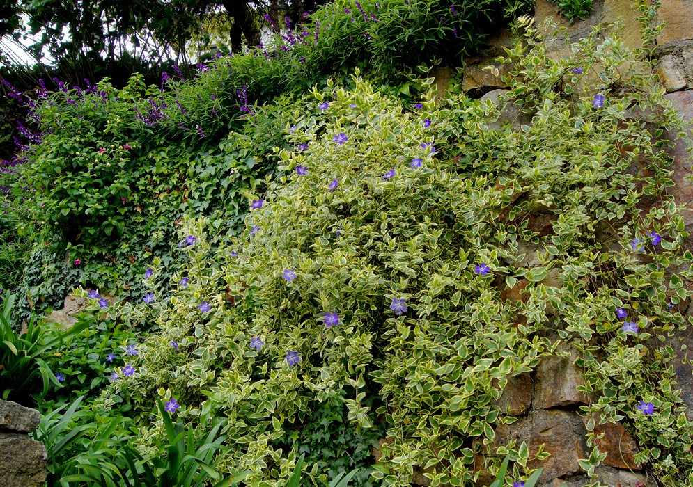 A variegated Vinca major with blue flowers sprawling on top a rocky hillside