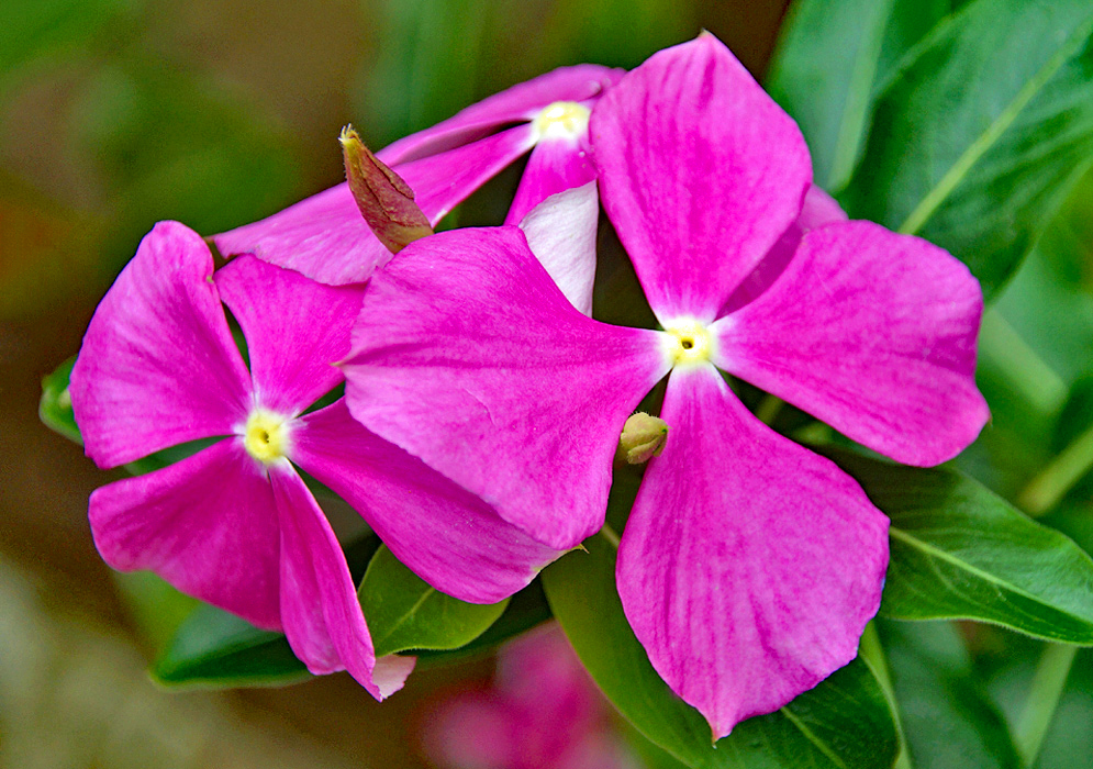 Two pink Catharanthus roseus flowers with white and yellow centers