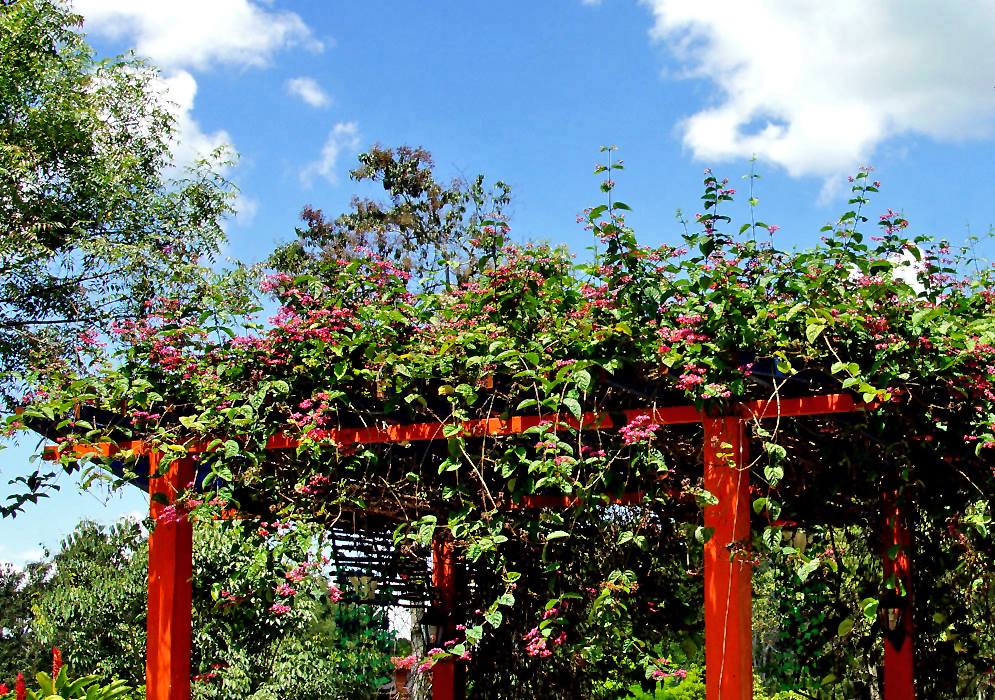 A large Clerodendron speciosum vine growing on top of an orange arbor with blue sky above