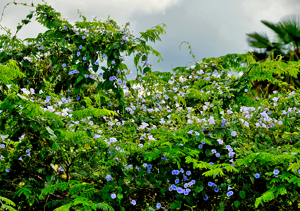 Jacquemontia vine with blue flowers growing on top of a small tree