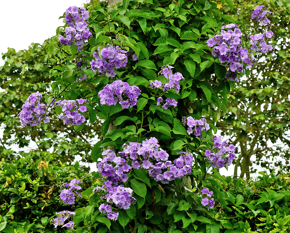 Clusters of Solanum wendlandii purple flowers