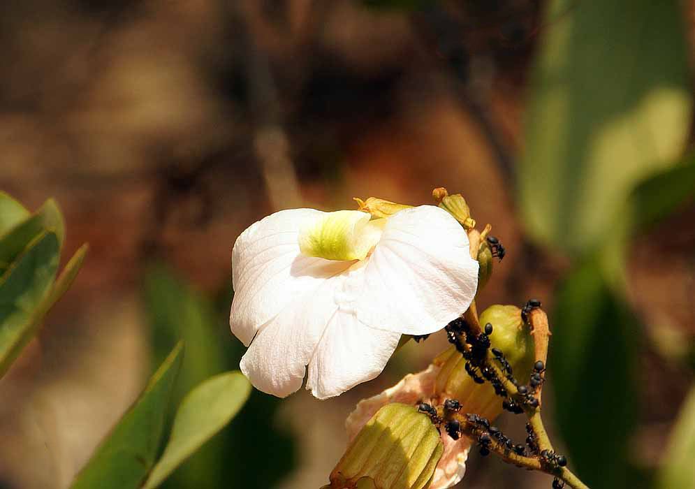 White flower with a yellow green lip in sunlight surrounded by ants