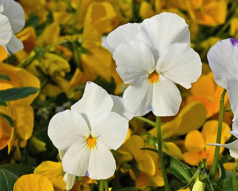 Viola cornuta white five-petaled flowers with small golden centers above green foliage