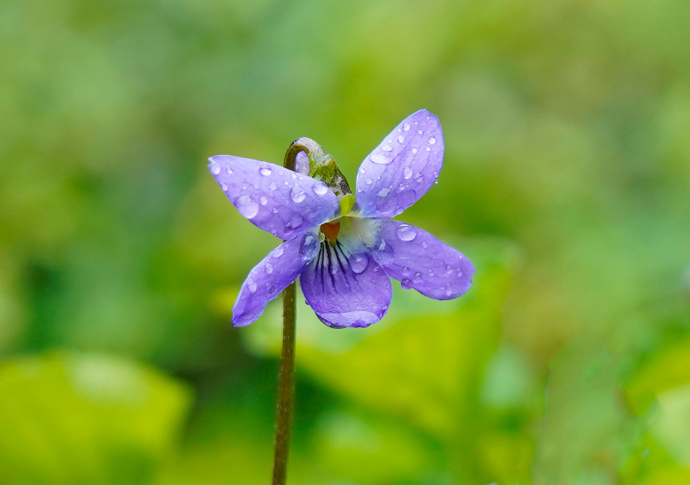 Viola odorata blue flower covered in raindrops