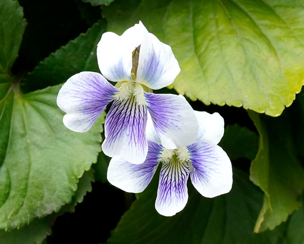 Viola odorata Flowers with Purple Veins Two delicate Viola odorata flowers with white petals marked by vivid purple veins, standing out against broad green leaves