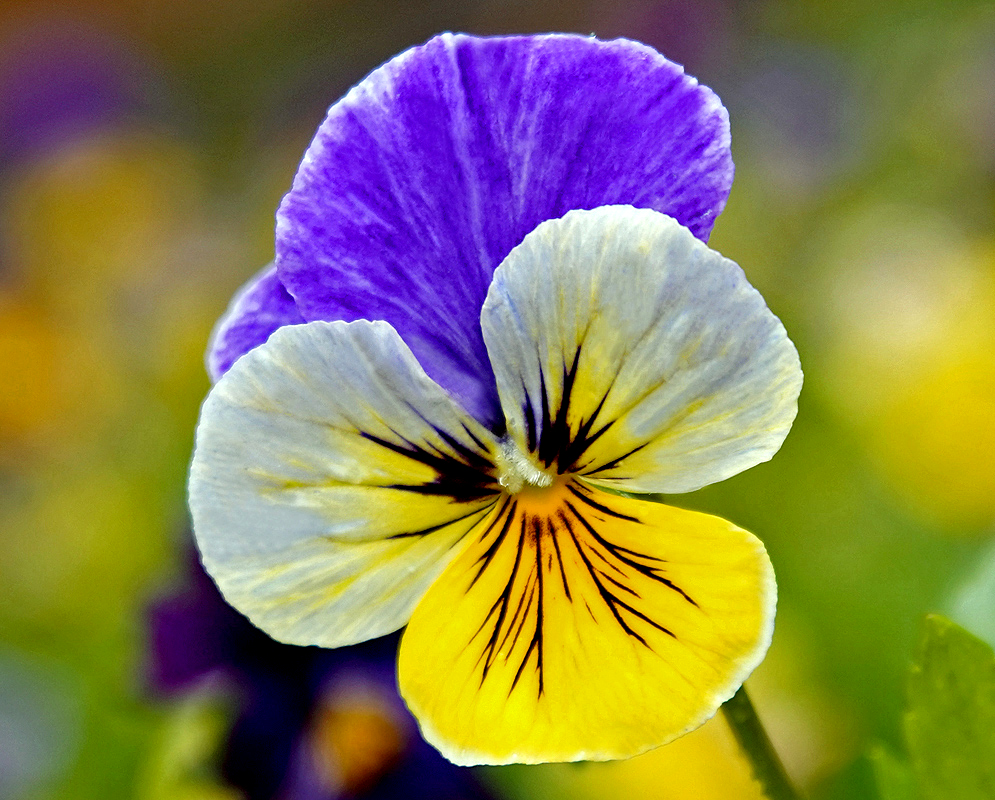 Yellow and blue Viola tricolor flower
