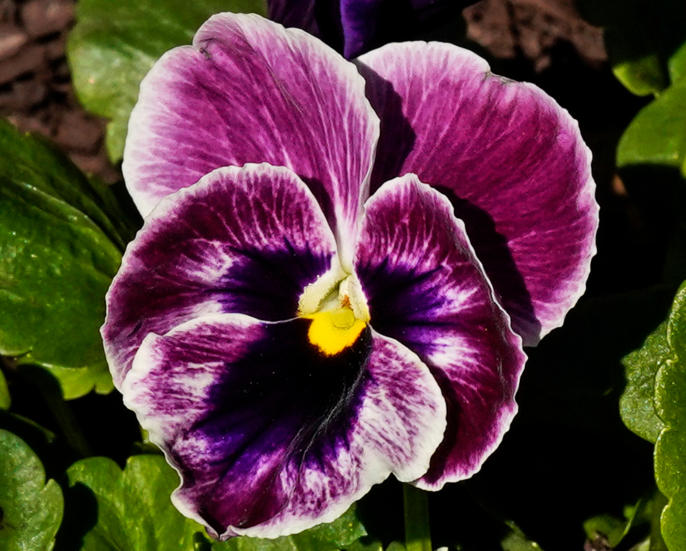 Two purple and yellow Viola tricolor flowers