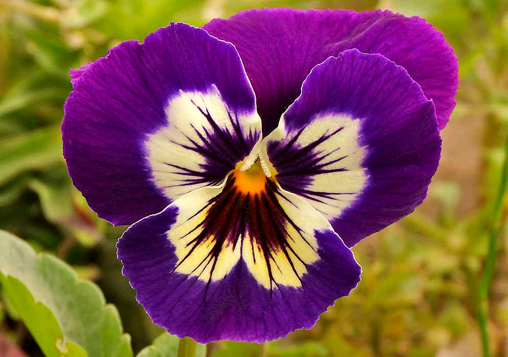 Viola tricolor purple flower with cream, yellow, and purple colors in the center of the flower