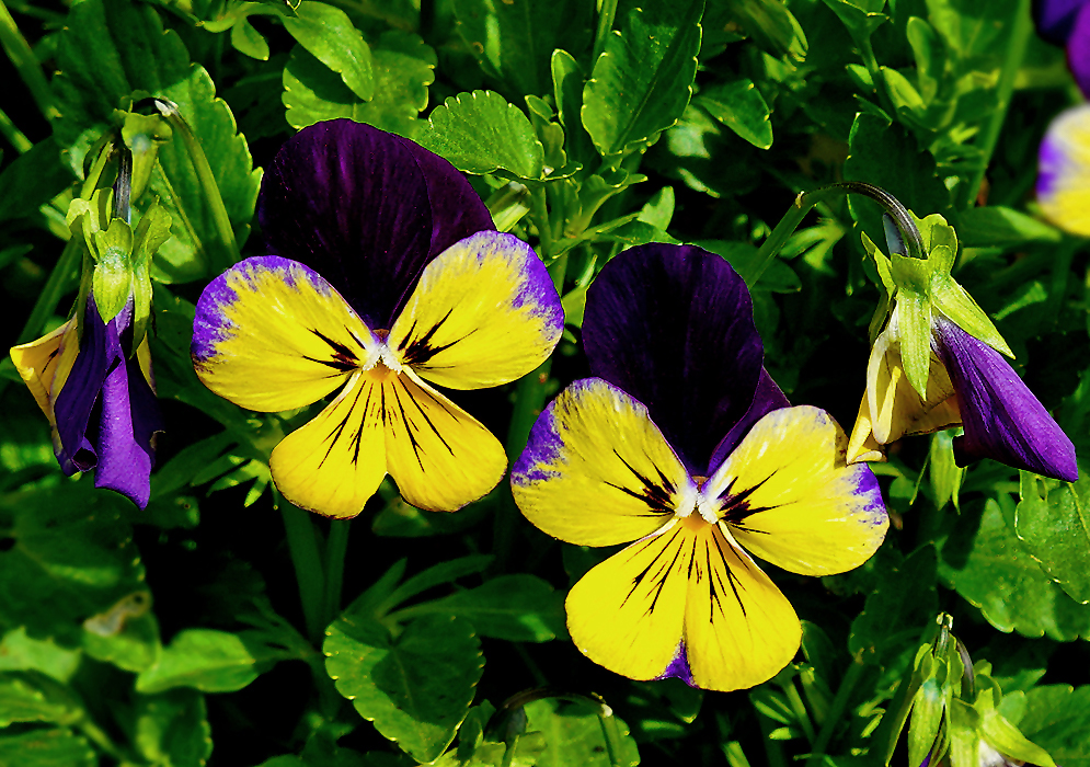 Two bright yellow and purple Viola tricolor flowers in Sunlight